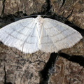 common white wave (Cabera pusaria) Kenneth Noble